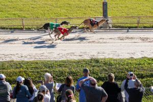derby lane sportsbook|Derby Lane: From Greyhound Races to Poker Faces.